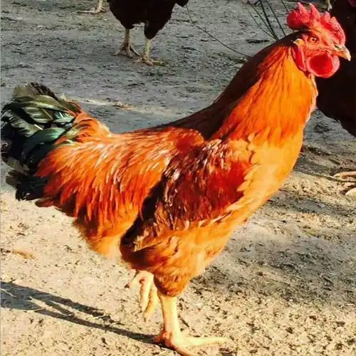 常年供应杂交红玉鸡脱温红玉鸡快大型红玉鸡