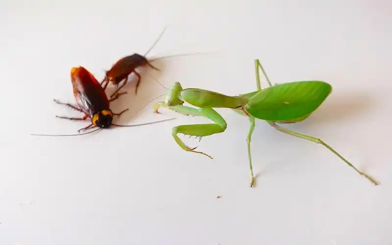 螳螂蟑螂两螂大战螳螂大战蟑螂