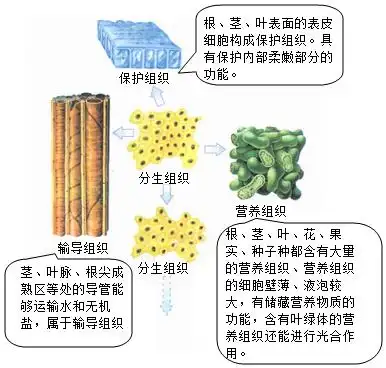 输导组织_百度教育