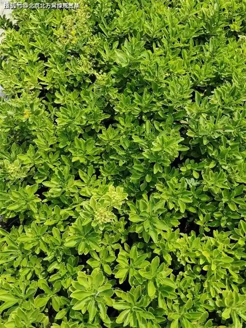 德国景天北京种植基地 北方可过冬!_植物_云卷_方块