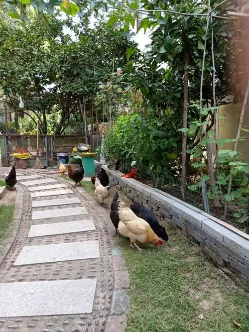 小型家庭生态养殖园