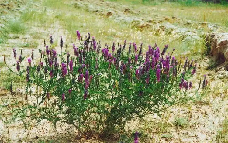 沙打旺多年生牧草种子防沙固土护坡草耐寒耐旱盐碱