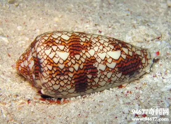 世界上最毒的海螺鸡心螺一口毒液可杀10人无解药