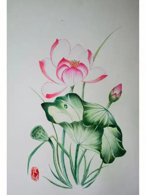 彩铅荷花