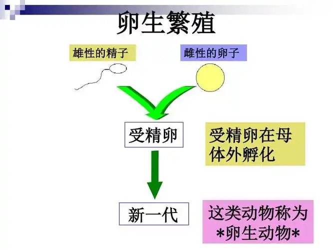 (教科版)四年级科学下册课件四下二7动物的繁殖活动1ppt