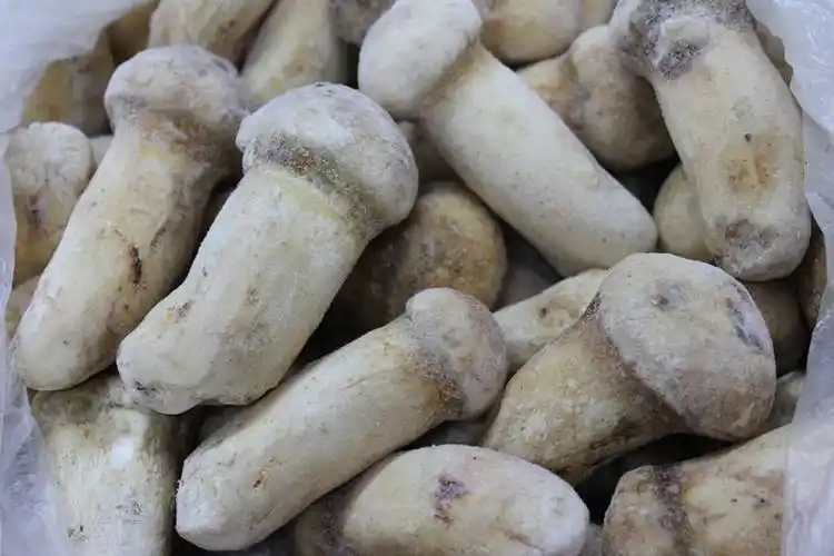 保存期可以延长3~5天时间,超过这个时间,松茸的活性营养会发生变质