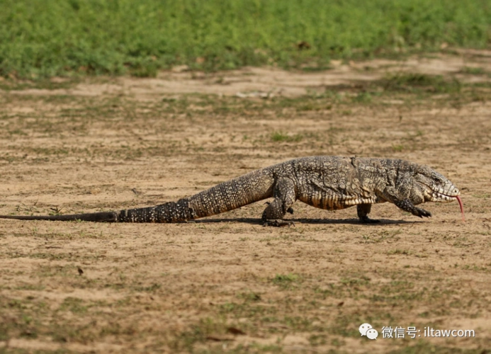 物种图册黑白泰加巨蜥