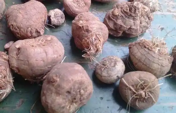 山慈菇的功效与作用