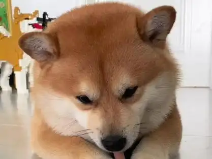 小狗吃香肠的表情包_小狗吃香肠的表情包可爱_小狗吃香肠连皮都吃了