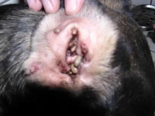 据说是被蜱虫叮咬至死的狗(这个是重口味,对不起了,大家)