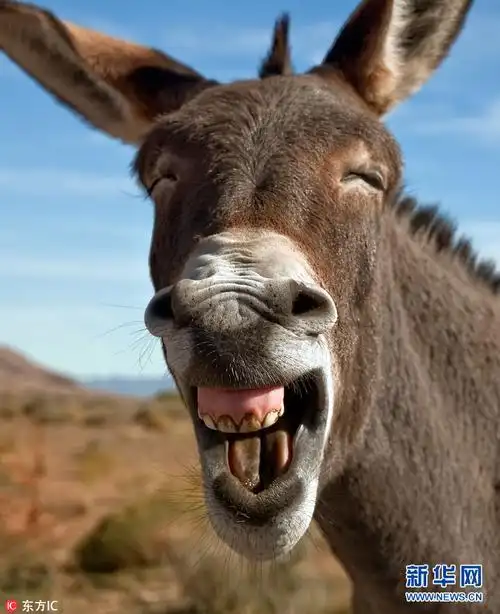 动物开怀大笑照片大搜罗 没心没肺快乐很简单