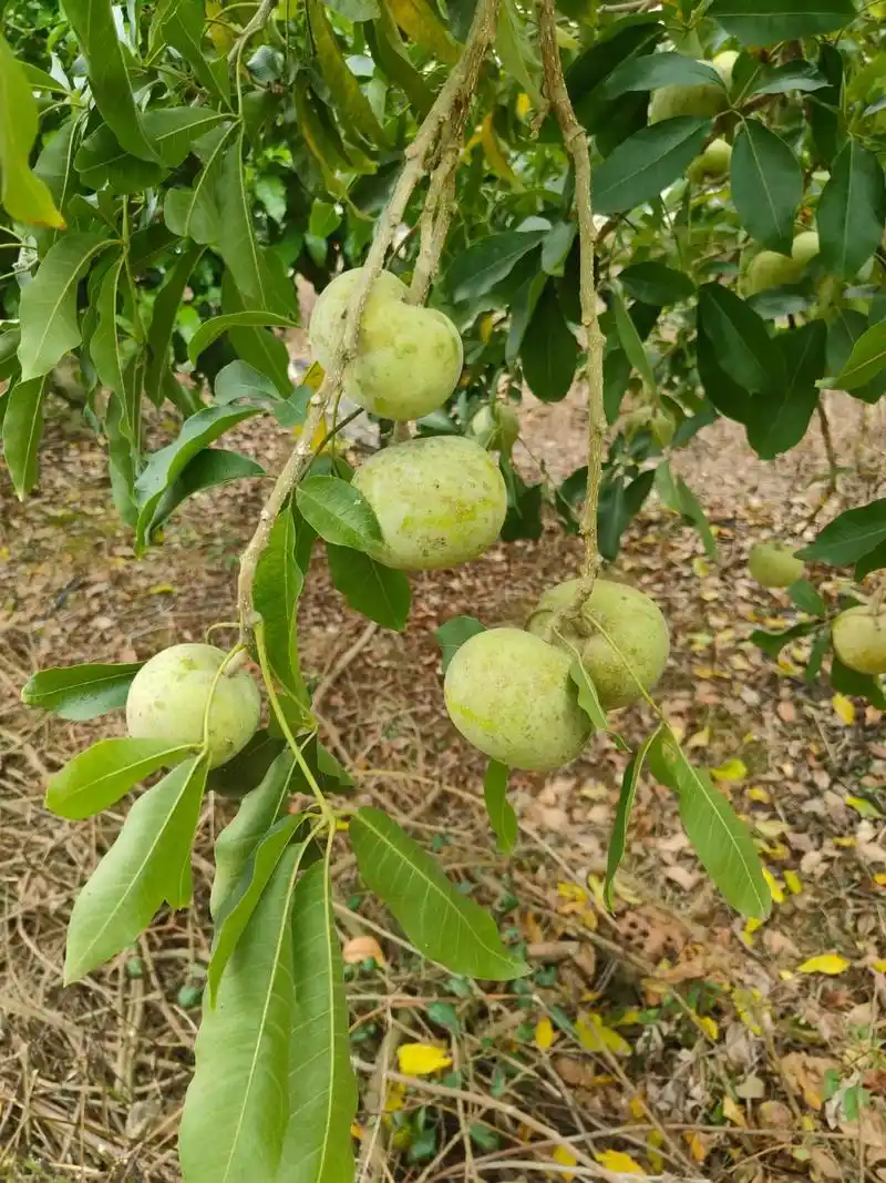 白柿/冰淇淋果(w4)有果有种子,看上的请思问米!#种植基地 - 抖音