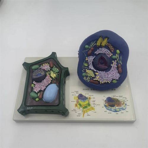 好沐音(haomuyin)动植物细胞模型动植物细胞对比模型 动物细胞模型