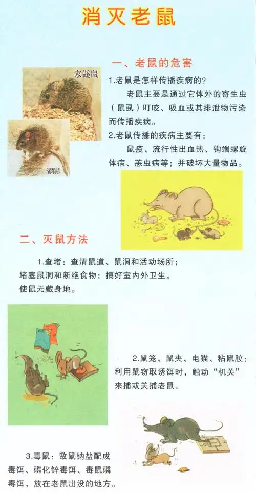 老鼠的危害及灭鼠方法