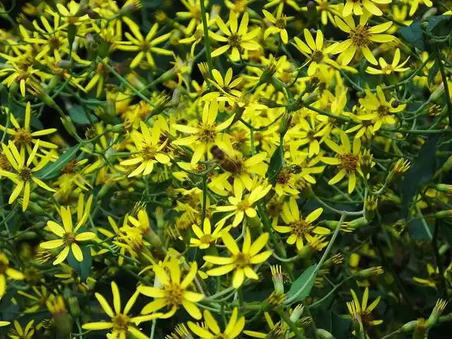 千里之光,始于山野——牛角花之歌(原创)