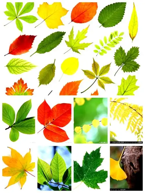 五颜六色,千姿百态的叶子