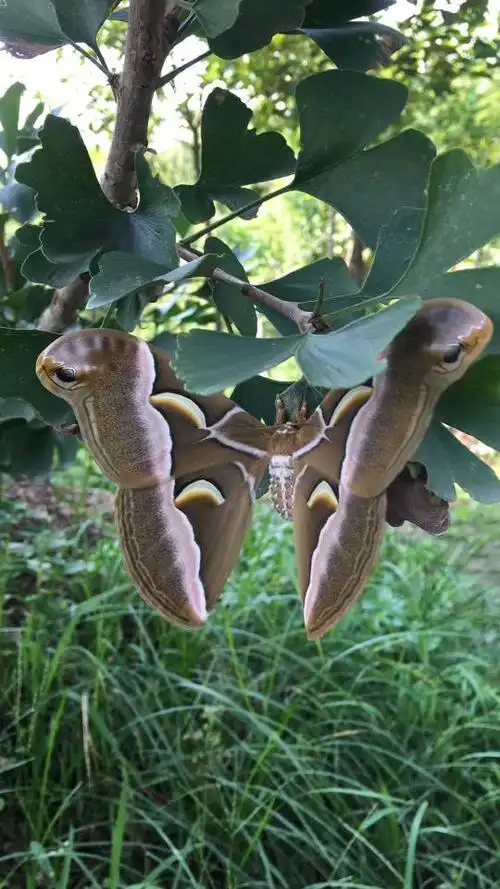匿名用户  2018-08-20   展开全部 不是蝴蝶,是蛾 品种:樗蚕蛾或王氏