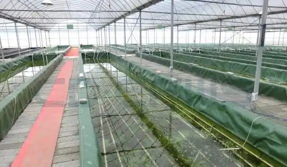 淡水小龙虾大棚养殖怎么养,这四个技术要点记心上