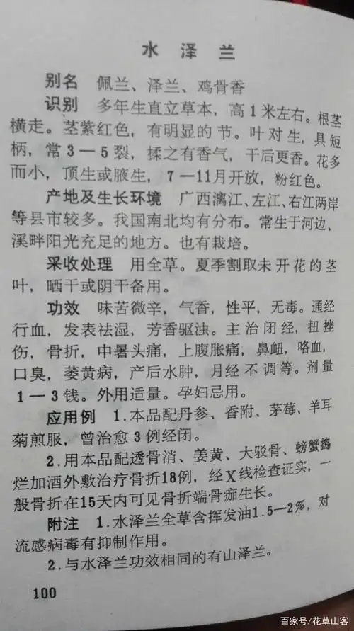 水泽兰喜生长在河边或者近水的地方,是治疗湿温病症要药