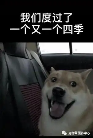 柴犬初七当街被偷走怎么回事柴犬初七事件始末凶手抓到了吗