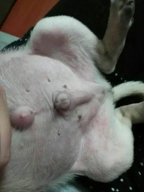 狗狗肚子有点红,像是疹子,但摸起来不凸,狗狗也不觉得痒,请问这是什么