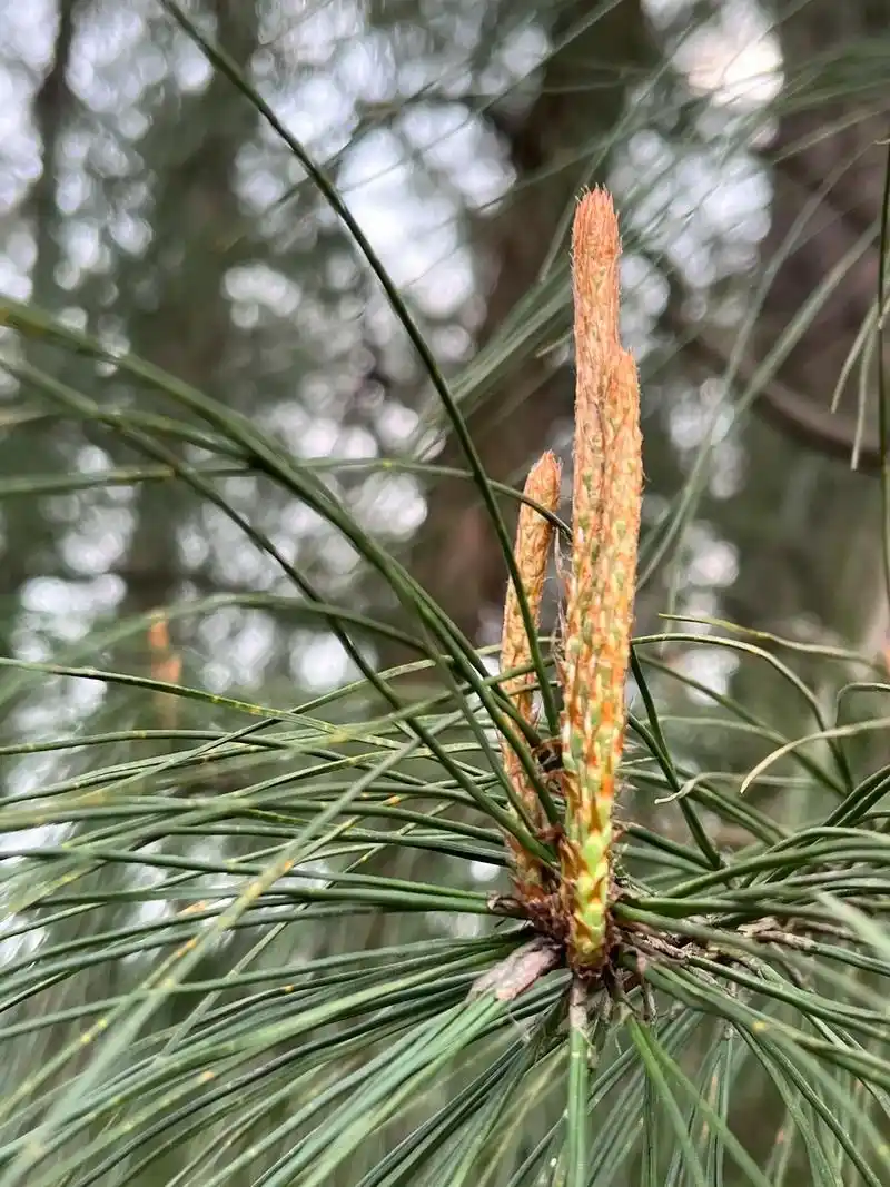 松树百科.亭亭玉立美人松仙女下凡群上山长白松又名美人松, - 抖音