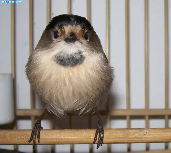 刚刚拍的两个小家伙大头照!