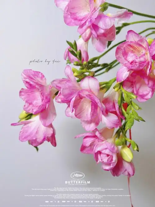 266月可入花材香雪兰粉色小苍兰