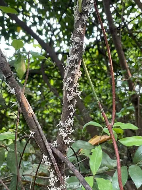 广翅蜡蝉大爆发的季节(白色的都是若虫)