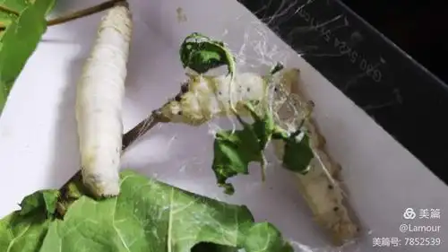 放大镜下的"蚕宝"