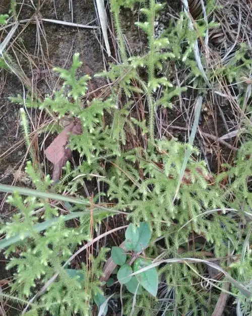 每天学一味中草药——伸筋草(彩图)