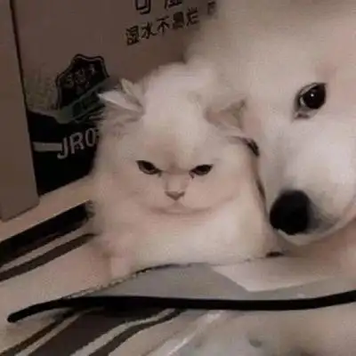 动物妻奴情头2外面风大有什么事被窝里说