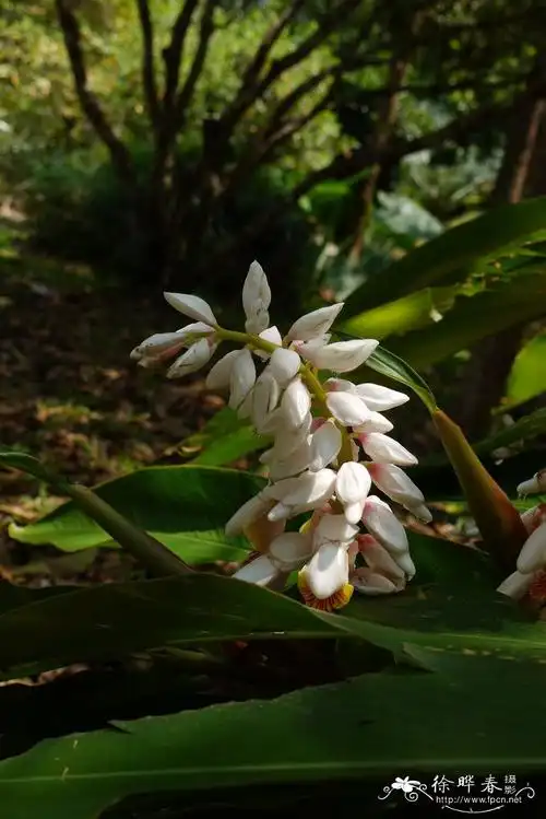 草豆蔻alpiniakatsumadai