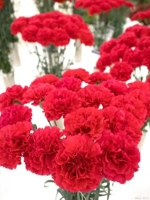 康乃馨每种颜色花语和寓意