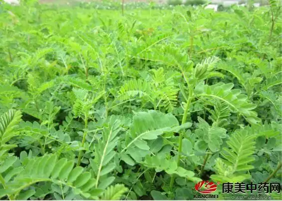 正值春耕时,黄金时段种植哪些中药材最好?