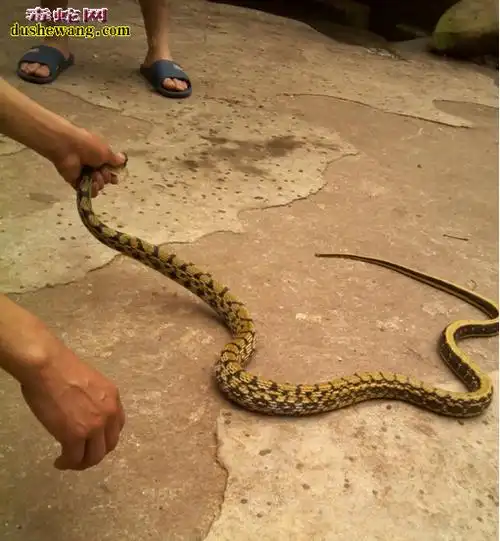 菜花蛇照片菜花蛇的图片