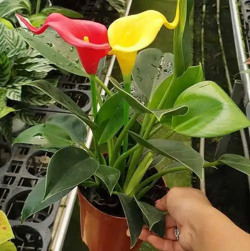 金钻开花吗(金钻开花吗,它的花有毒吗?)_植物知识网