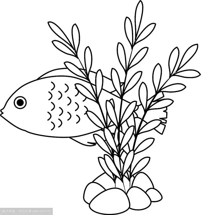 可爱的海草观赏鱼