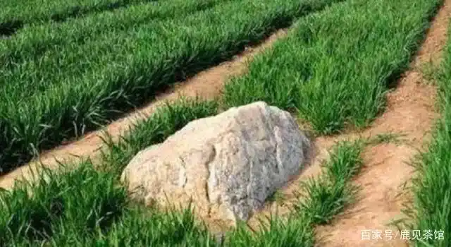 世界上最矮的山,海拔只有0.6米,它的地下隐藏着秘密