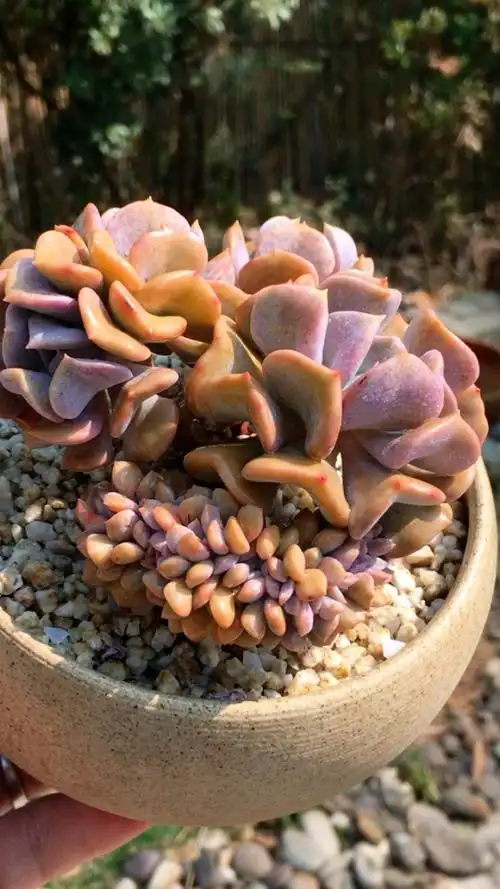 雪精灵缀化老桩 13890