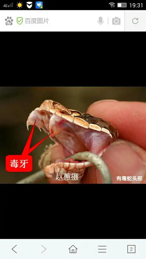 什么蛇,有毒否?