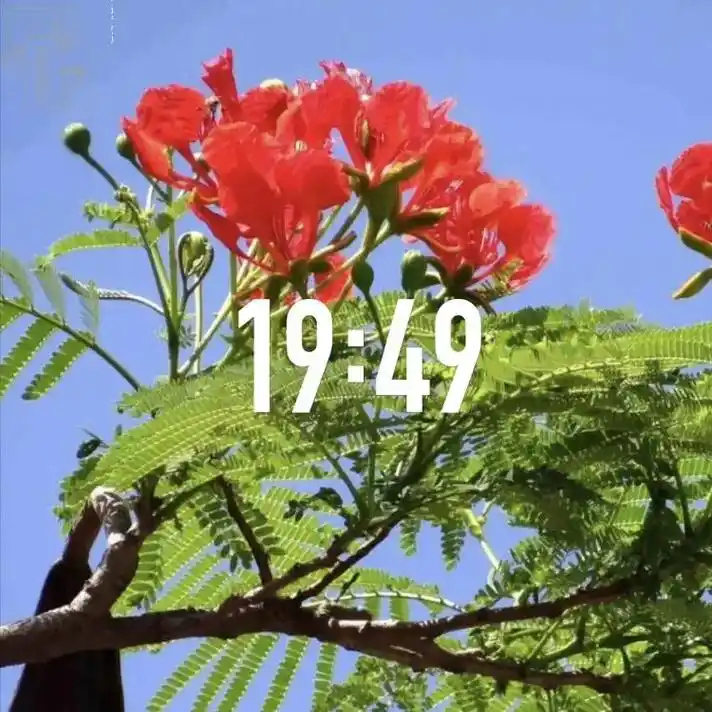 凤凰木.名贵风水树,凤凰木蓝花楹南北方风景绿化树#阳台小院均 - 抖音