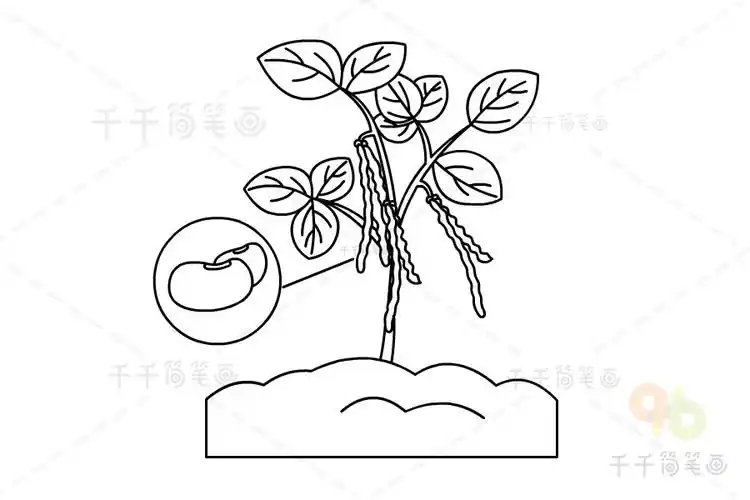 绿豆简笔画图片