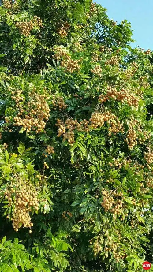 【原创】浪迹 福建之遇见龙眼树