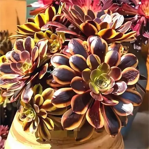 多肉植物高端法师锦欧佳丽多头单头创意个性稀有多肉植物