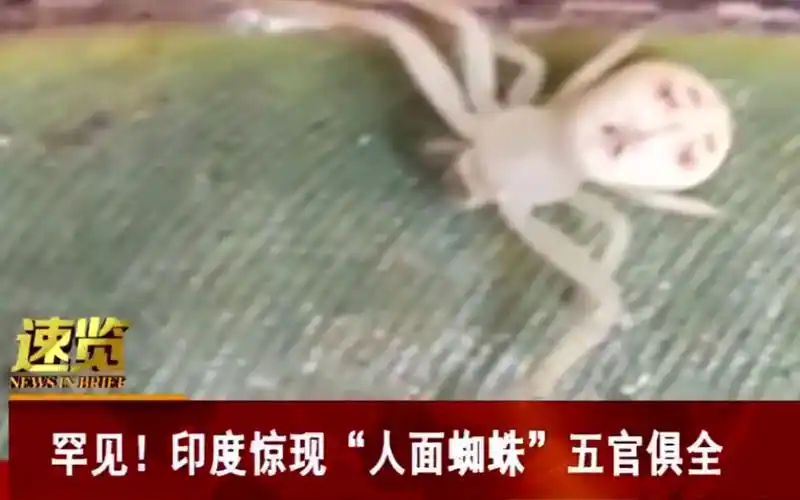 印度出现人脸蜘蛛,五官俱全_哔哩哔哩 (゜-゜)つロ 干杯~-bilibili