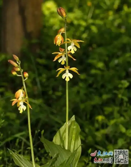 井冈山保护区大黄花虾脊兰首次开花(图)