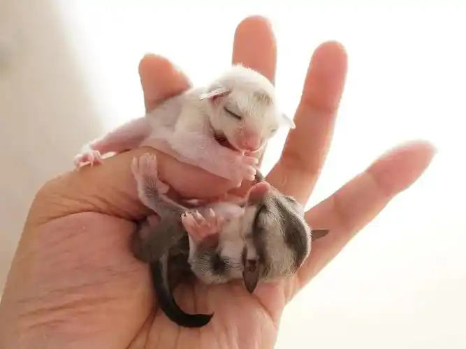 宠物圈异宠蜜袋鼯让老子再飞一会