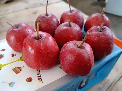 大五棱山楂 5 - 10克