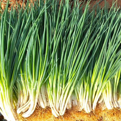 9四季小香葱种子 本地品种 大田蔬菜种籽春播秋播家庭阳台盆栽包邮已